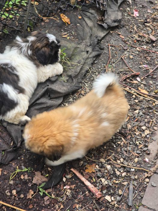 piesek shih tzu szuka nowego domu