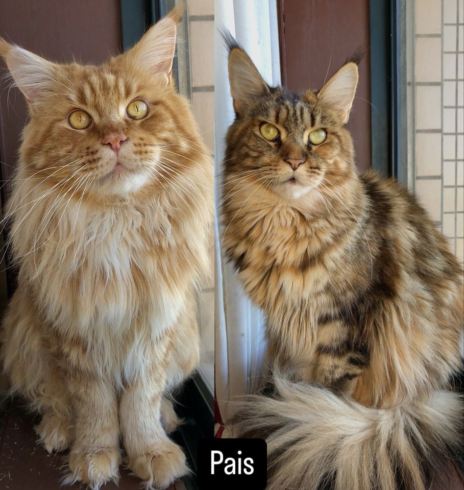Fêmea Maine Coon - Red Tabby (com LOP)