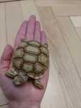 Żółw pustynny I terrarium