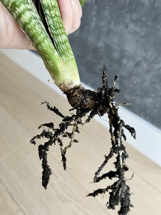 Sansevieria Cleopatra duża sansewieria