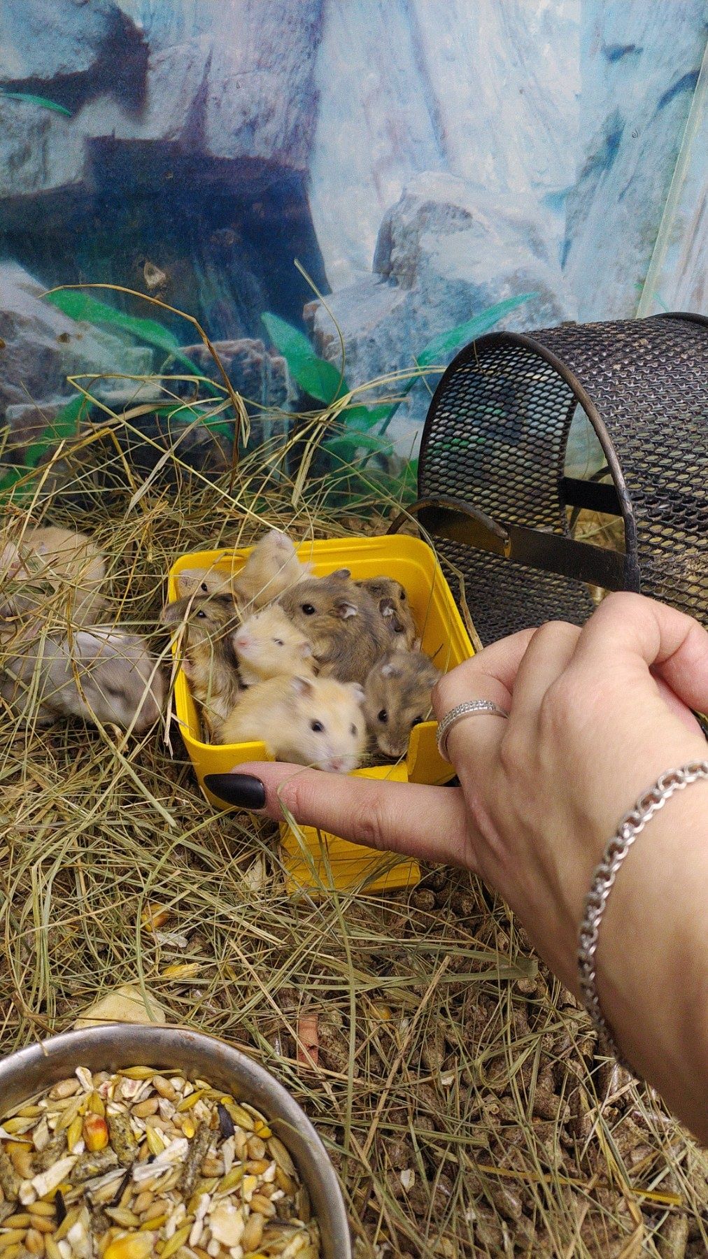 Крыски пачюки домашние капюшонов  хомячки  клітки