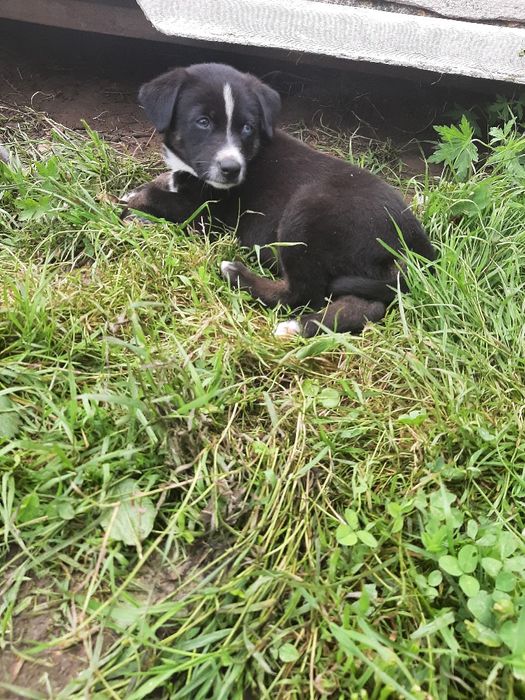 Відам у добрі руки цуценят