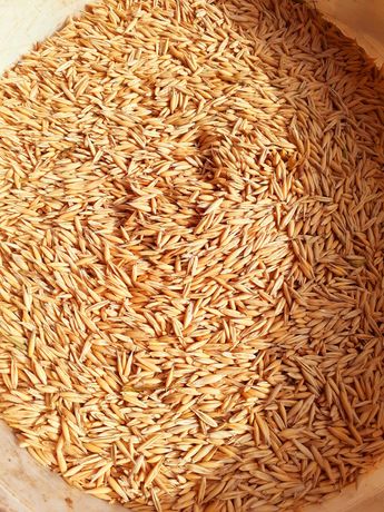 Овес пшениця ячмінь кукурудза