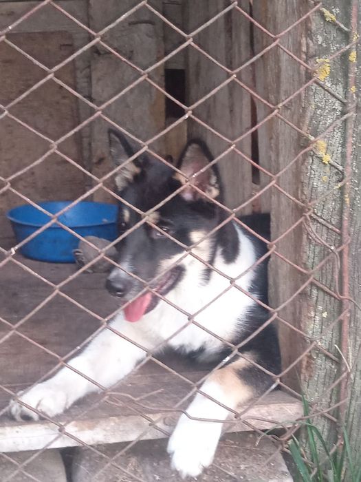 Продам щенок 3 місяці