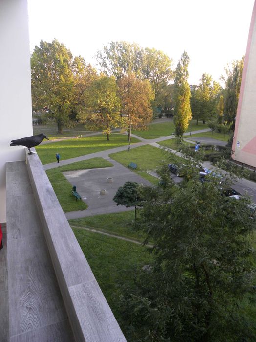 Do wynajęcia od zaraz dwa pokoje 1-osobowe, os. Przy Arce