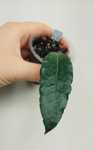 Хойя Hoya versteegii