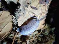 Armadillidium peraccae krk Isopody/łatwe/ekipa sprzątająca