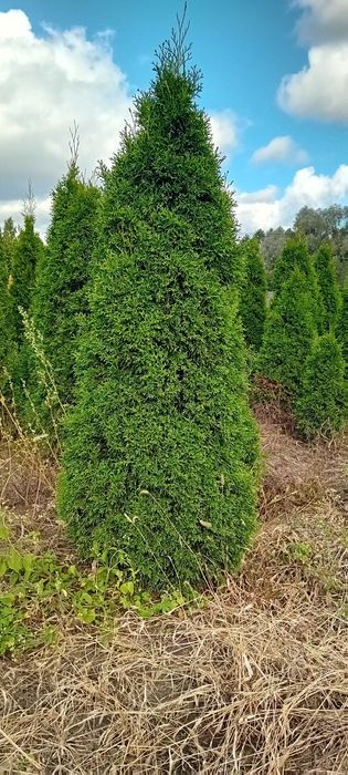 sprzedam tuja szmaragd 140 cm