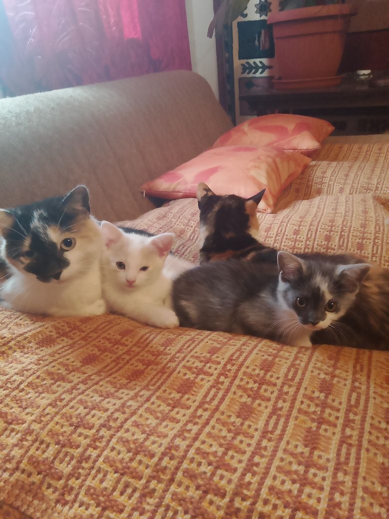 Młode kotki do adopcji