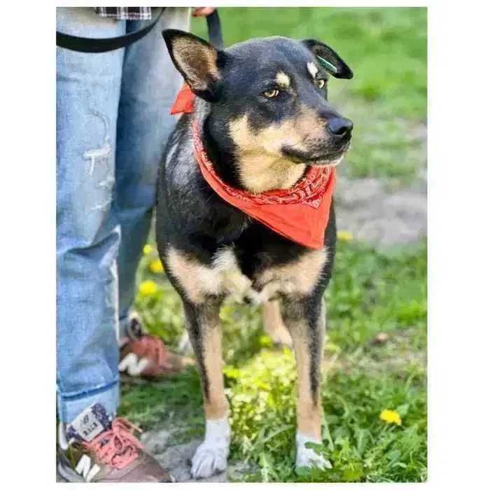 Спокойная собака в добрые руки