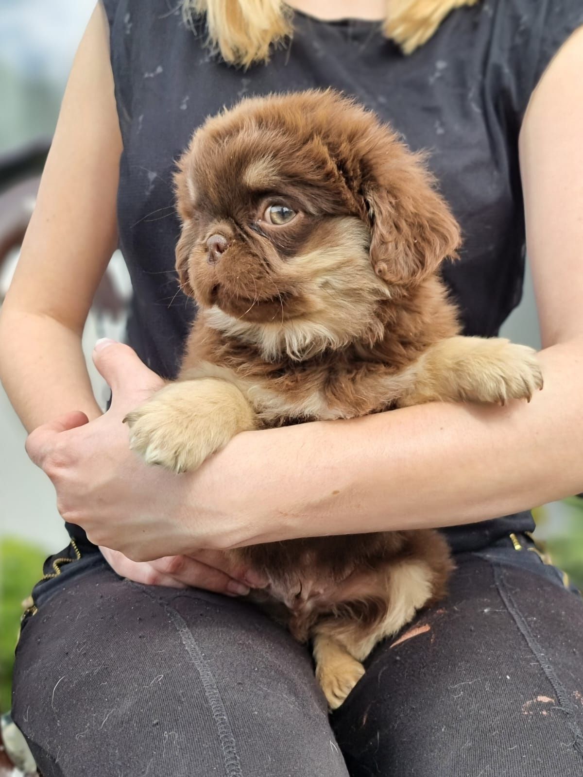 MOPS choco tan piesek szczeniak dwumiesięczny do odbioru