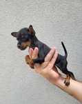 Pinscher bebé macho