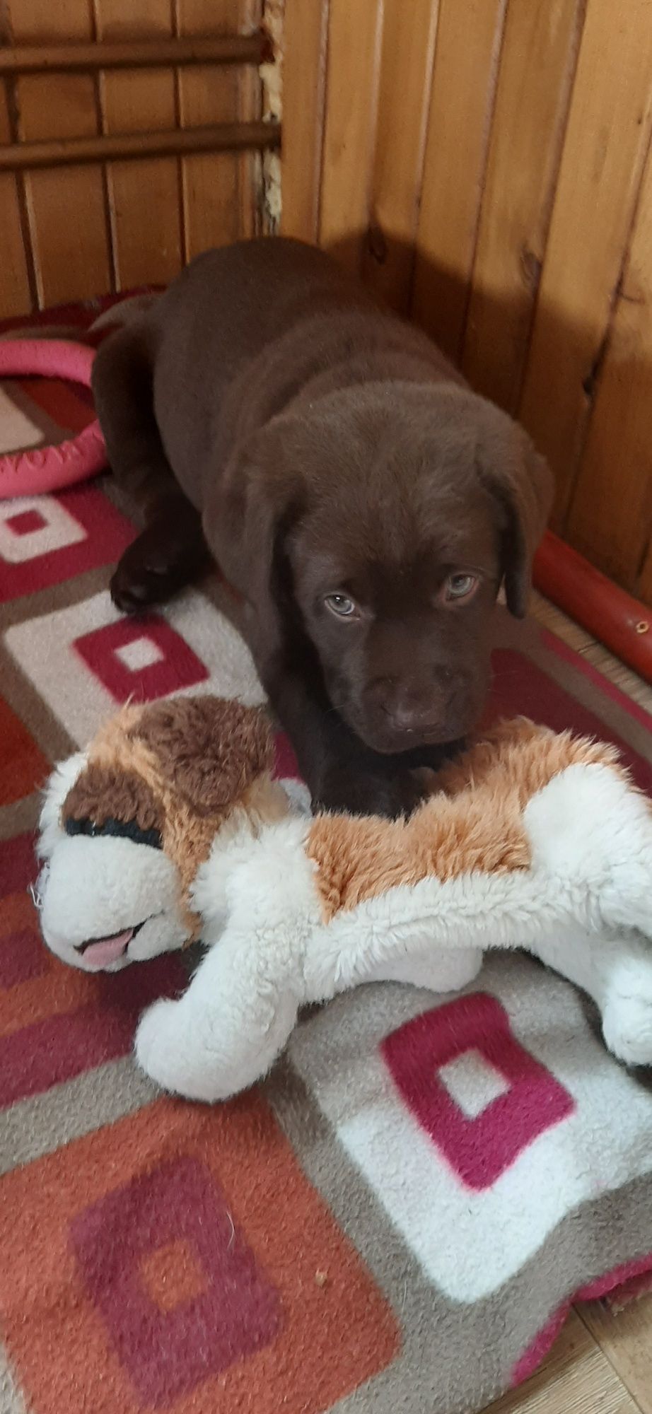 Labrador Retriever FCI