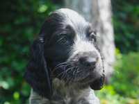 Cocker Spaniel Angielski - piesek - hoowla ZKwP (FCI)