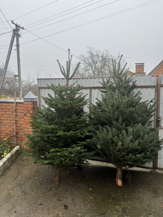 Ялинка жива новорічна наявності