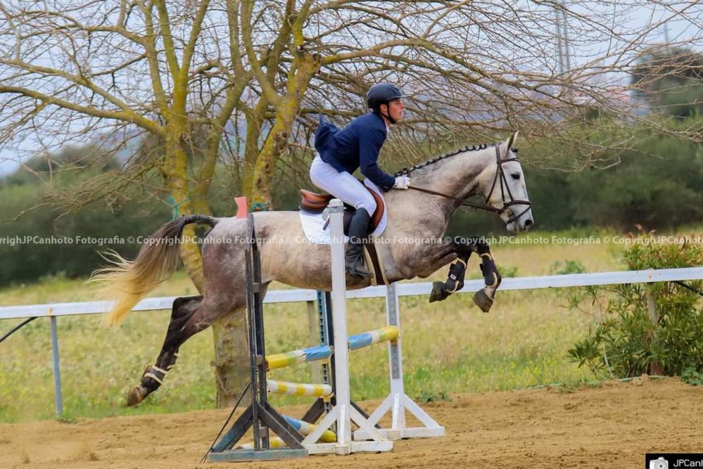 PREÇO FINAL Cavalo obstáculos 6 anos POSSO TROCAR POR VACAS, OVELHAS, CARRO OU MOTA