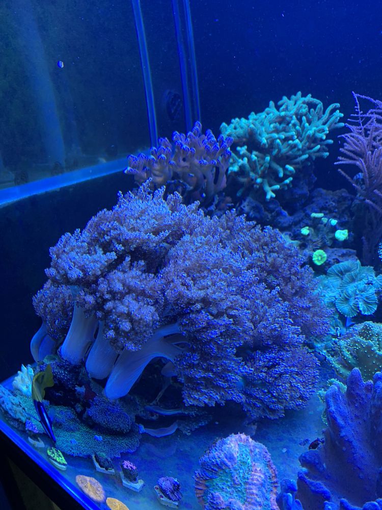 Koralowce - wyspa - skala z briareum, capnella, discosoma, sarcophyton