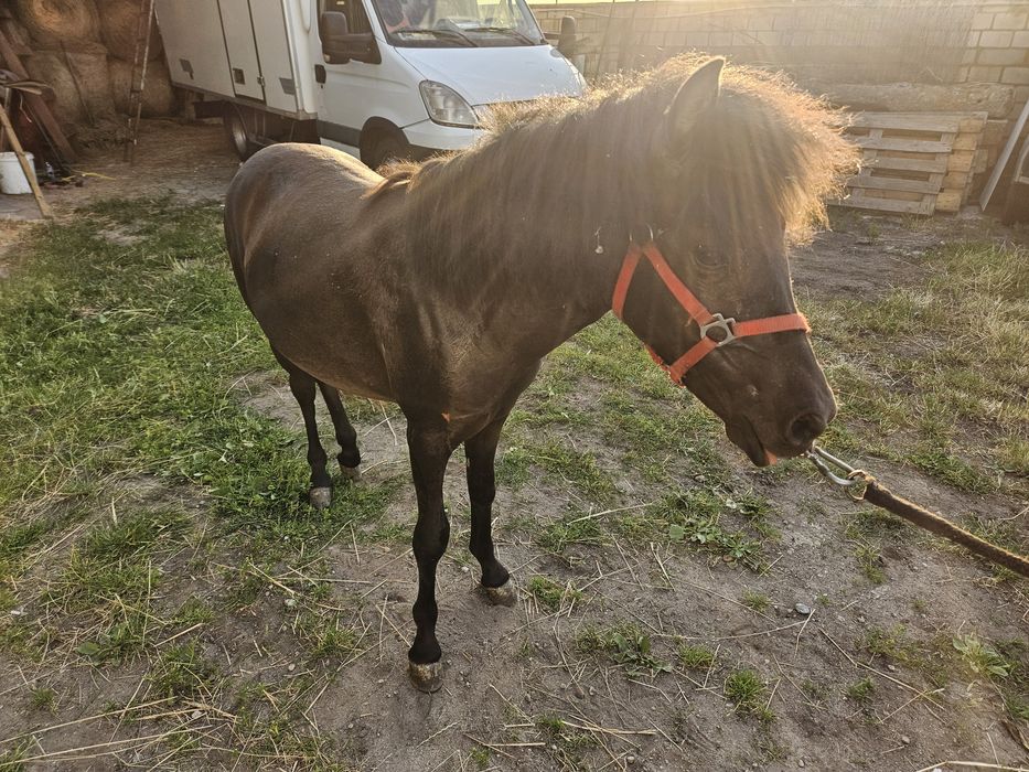 Sprzedam konika ogierka