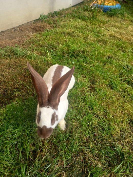 Самчик строкач гавана