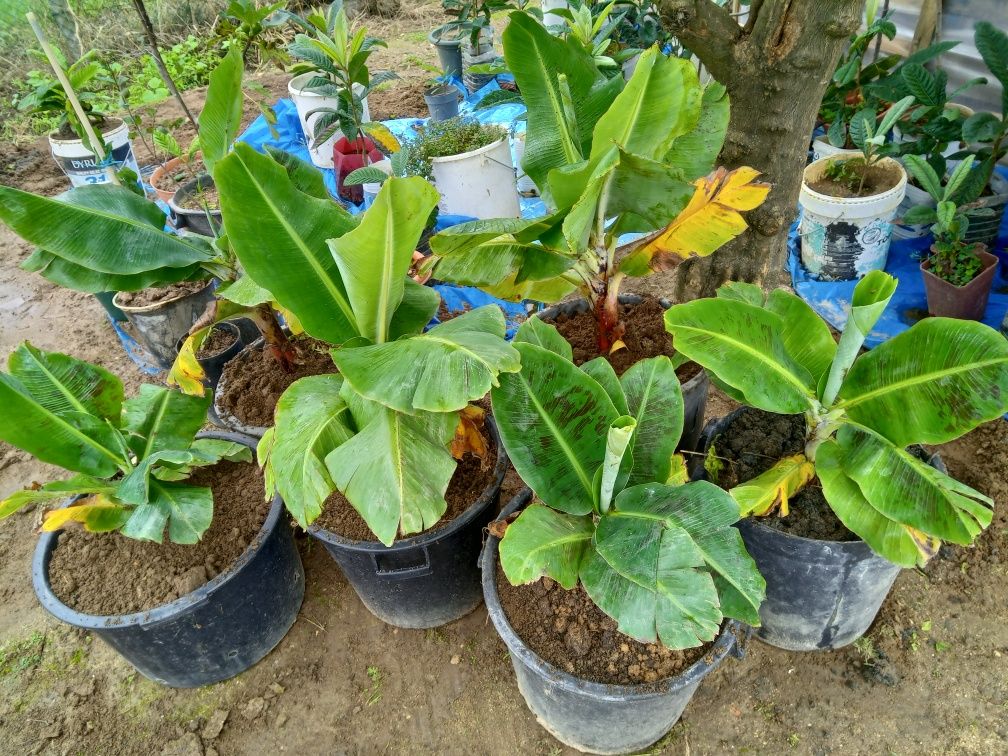 Bananeiras jardim