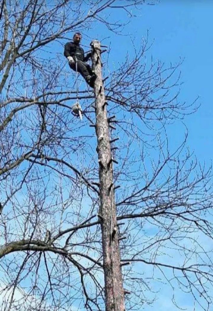 Wycinka i pielęgnacja drzew.