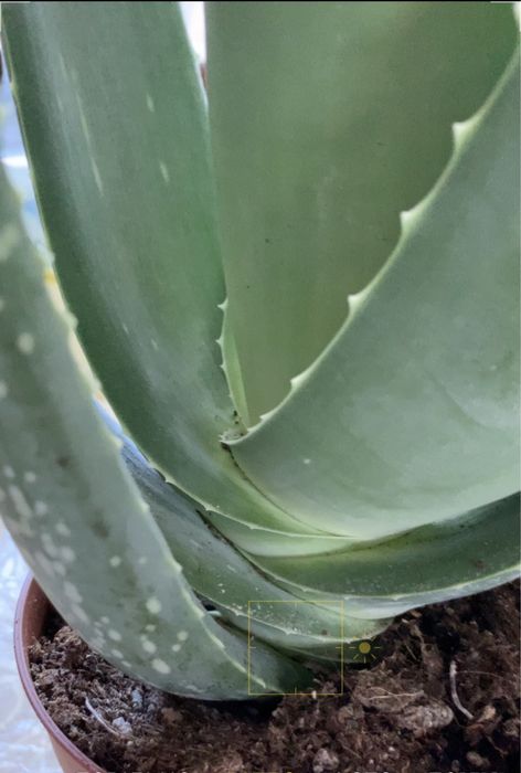 Вазон алоє вера лікувальний