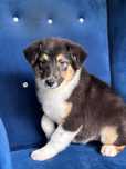 Owczarek australijski suczka black tricolor aussie
