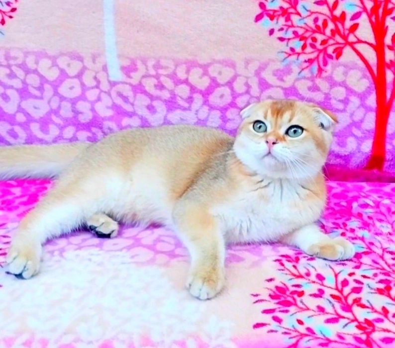 Зеленоока красунечка Золота шиншила дівчинка