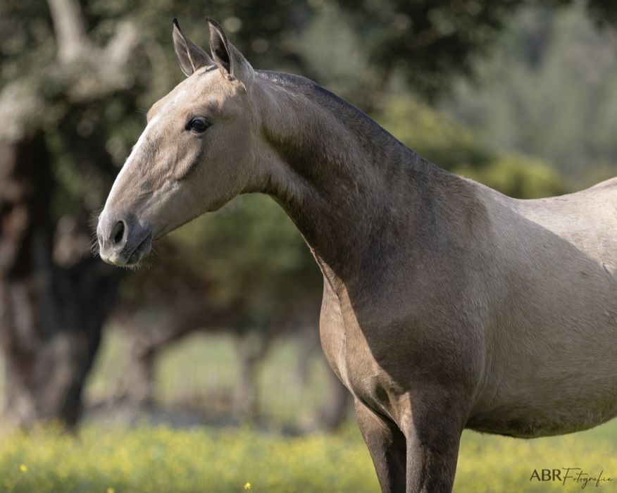 Poldro PSL de 1 ano linhas Dressage internacional