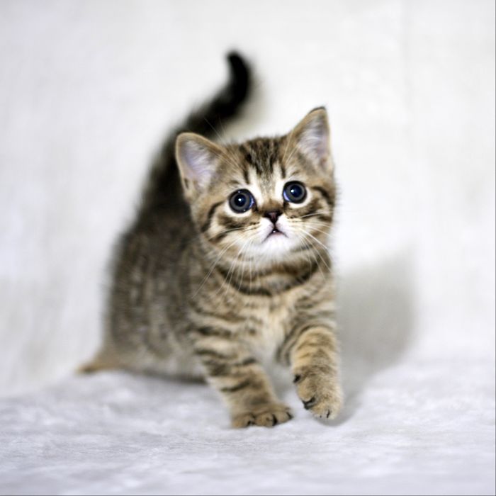 Яркий вислоухий котик