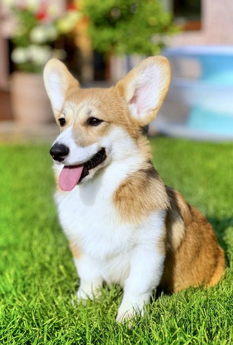 Вельш корги пемброк