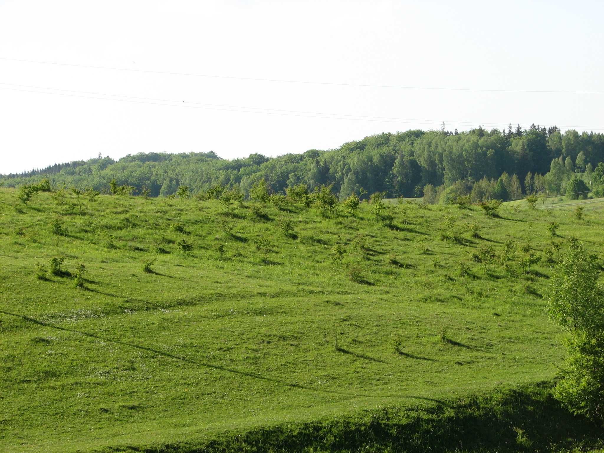 Sprzedam działkę 3,5 ha z warunkami zabudowy na dom i staw.