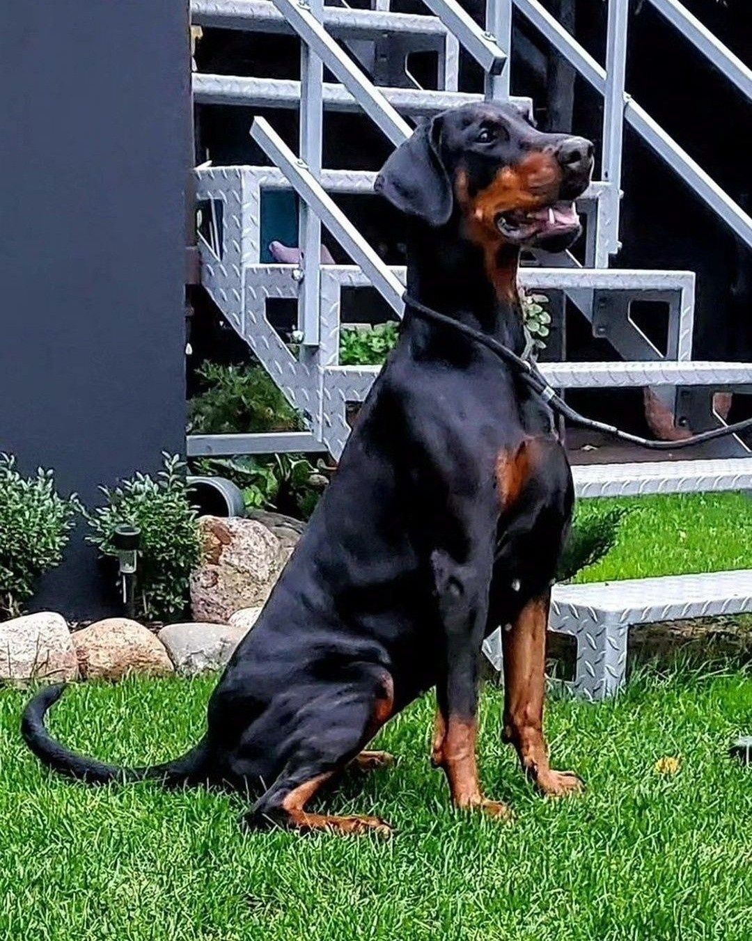 Doberman wybitne szczenię - samiec z Neverland Ranch Kennel