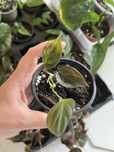 Philodendron micans variegata