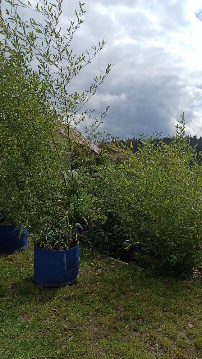 Bambus Phyllostachys Bisetti, Phyllostachys Aureosulcata f. Aureocauli