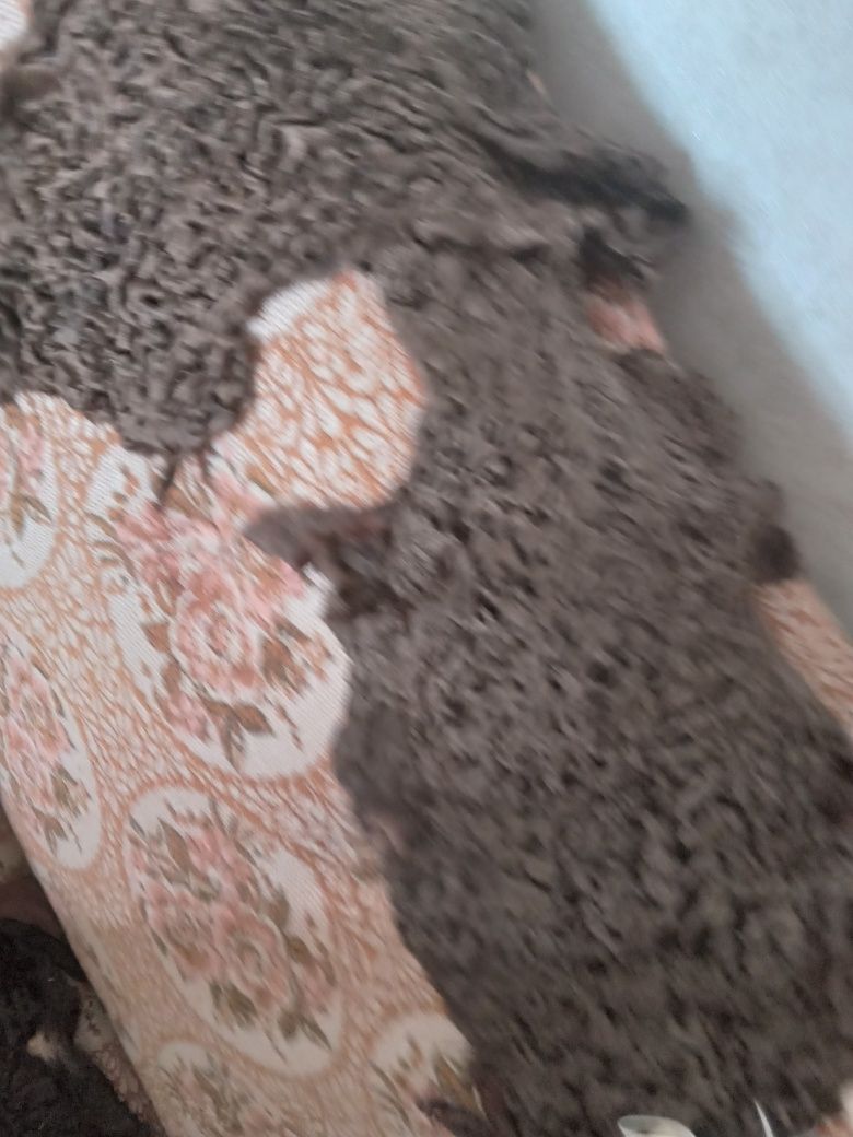 Продам новые шкурки каракуля фабричные.