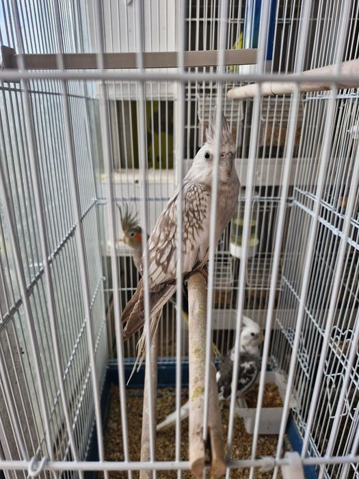 Caturras lindíssimas