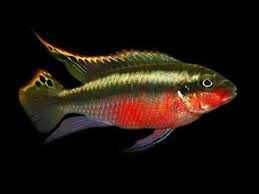 barwniak czerwonobrzuchy SKLEP ŻYRAFA