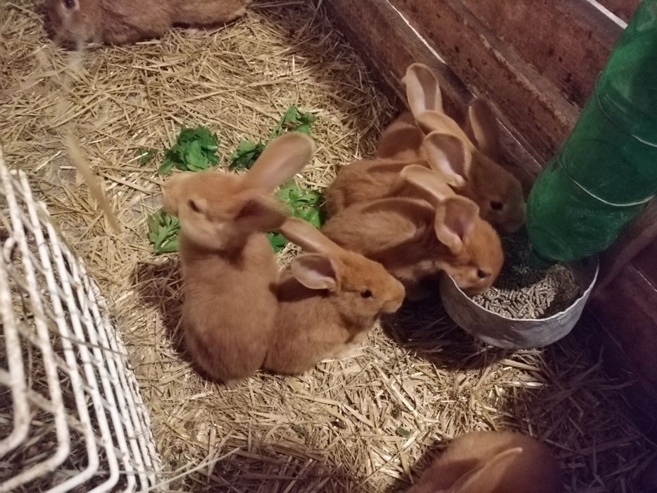 Króliki Burgundzkie