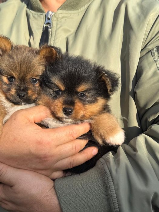 Дуже маленькi та мiмiшнi