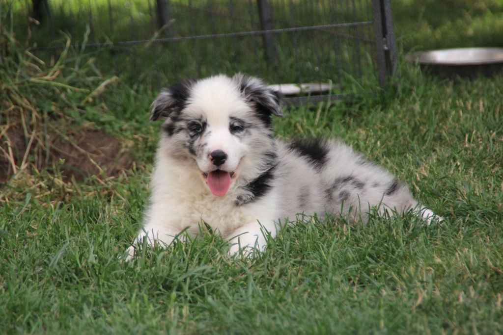 Border collie Cudowny chłopak