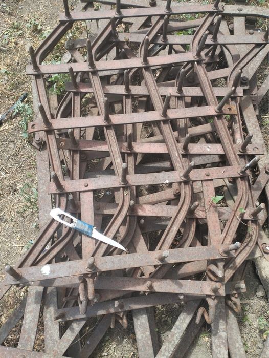 Райборінки Борона зубова