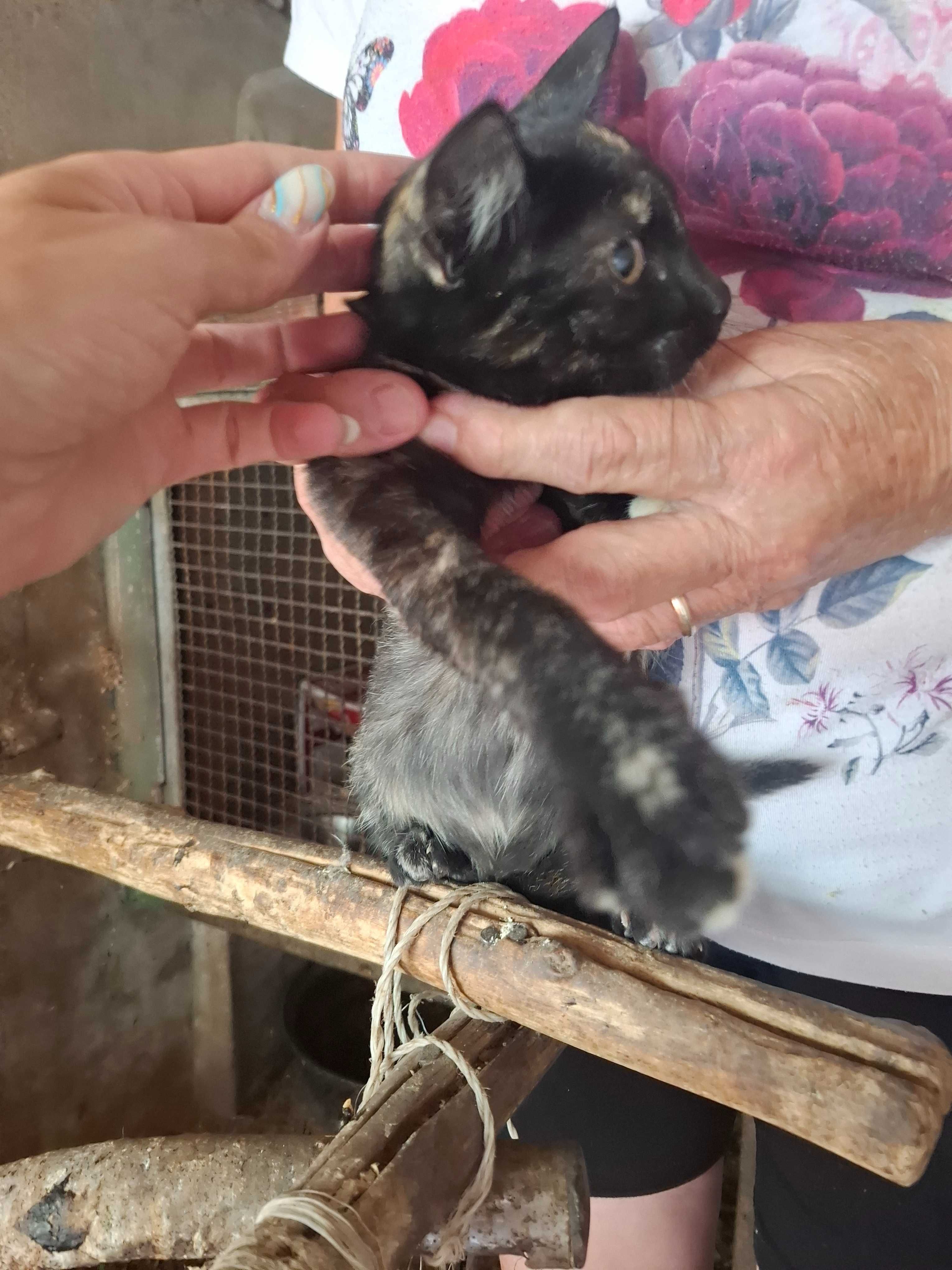Gatinhos bebés cercas 3 meses