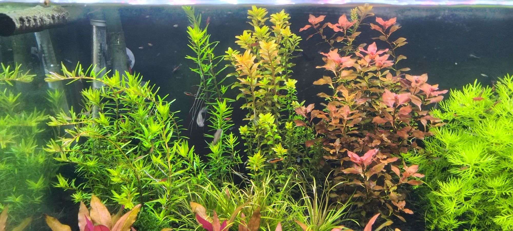 Roślinki do akwarium Hottonia , Myriophyllum, rotala red , ludwigia