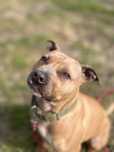 Rodowity, sportowy Pitbull Roki szuka domu