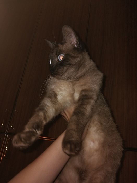 Терміново!!! Відаю кішку та кошенят