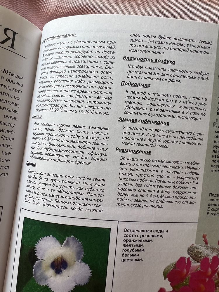 Книга о сенполіях, кімнатних фіалках та інших квітах цієї родини