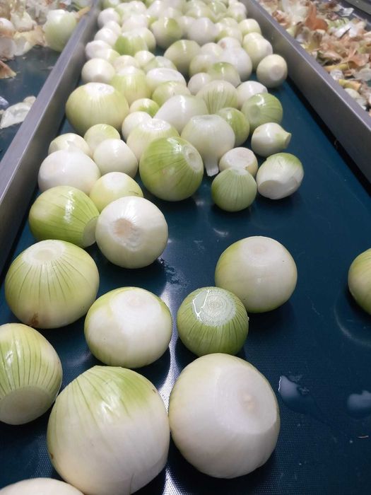 ziemniak cebula pietruszka marchew seler burak ziemniaki dynia obrane