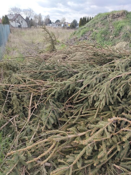 Oddam za darmo gałęzie drewno na opał