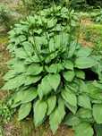 funkia hosta zielona